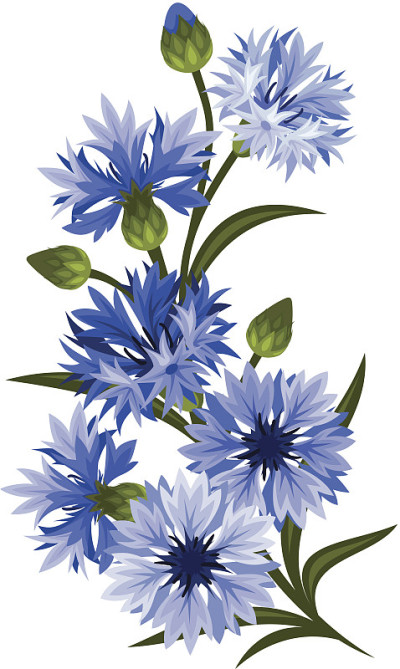 蓝色矢车菊的树枝。矢量插图。