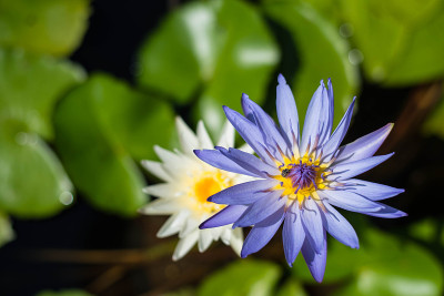 莲花
