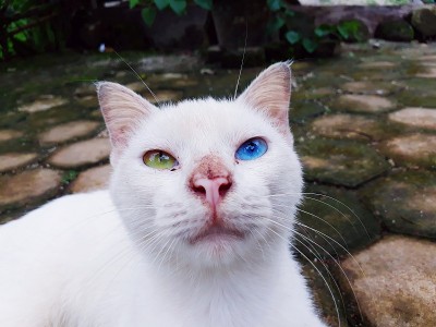 怪眼猫