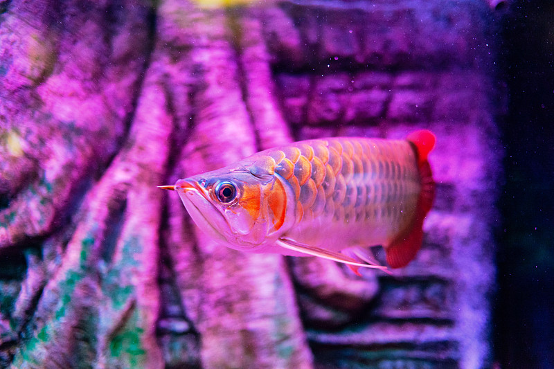 绿色基地红色龙鱼在近距离观察水族馆