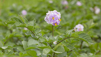 土豆花
