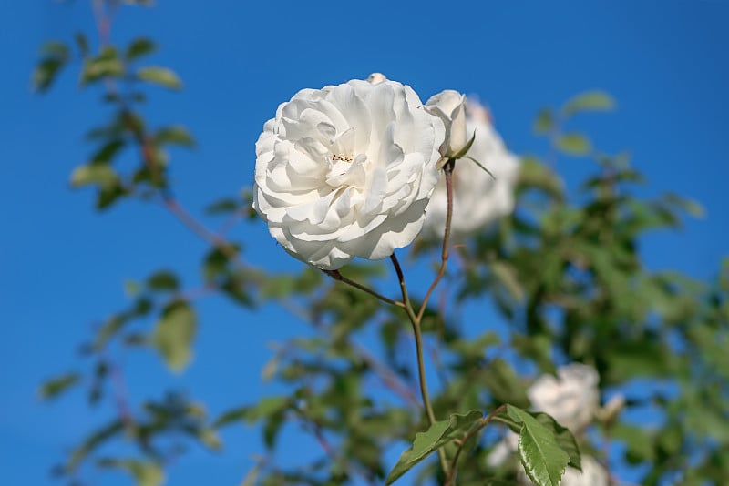 花园里有一丛白玫瑰