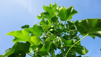麻疯树油