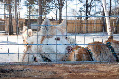 户外狗栏里的西伯利亚哈士奇犬