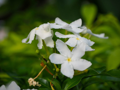 热带白花，桑巴基塔茉莉花，以自然模糊的绿色背景，在泰国，宏观。