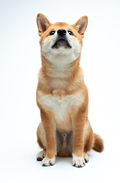 柴犬小狗