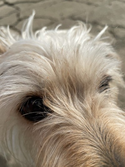 高级梗犬靠近