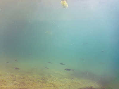 水下场景淡水鱼、河流和湖泊。