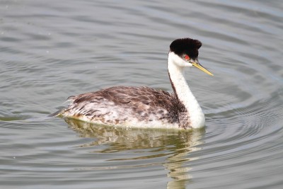 Western Grebe (Aechmophorus occidentalis)