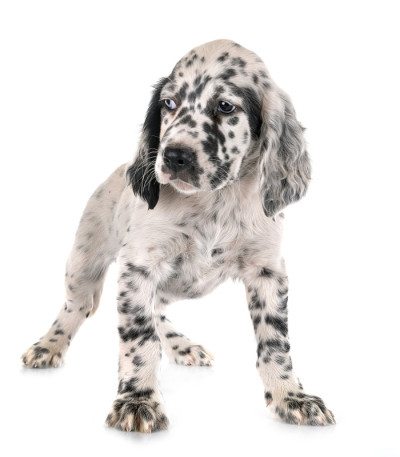 小狗英语setter