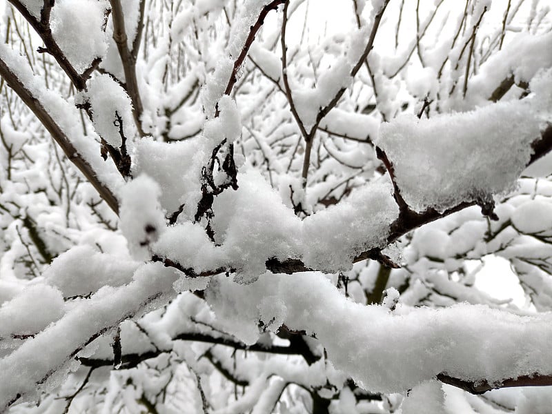 冬天树上的雪