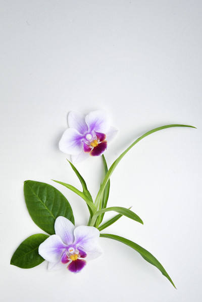 美丽的兰花