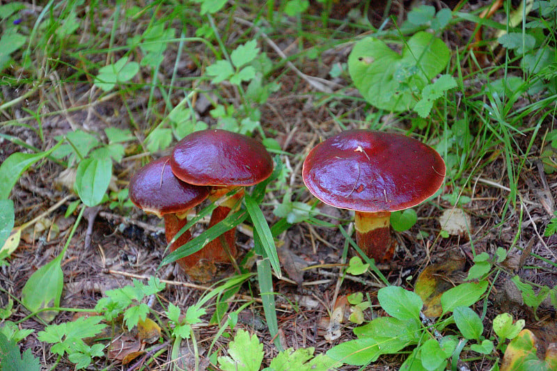 黄牛肝菌滑杰克粘面包在干针苔草秋天森林