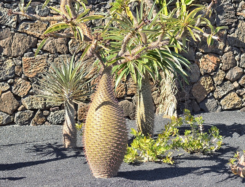 Pachypodium lamerei马达加斯加棕榈