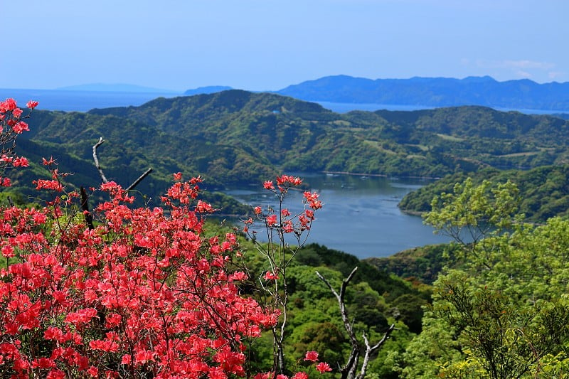 杜鹃花(高知县土佐市)