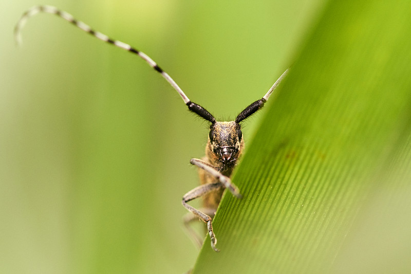 大特写的Agapanthia villosoviridescent(金黄色的灰色长角甲虫)栖息在绿叶