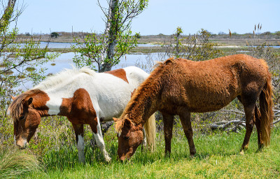 Assateague岛