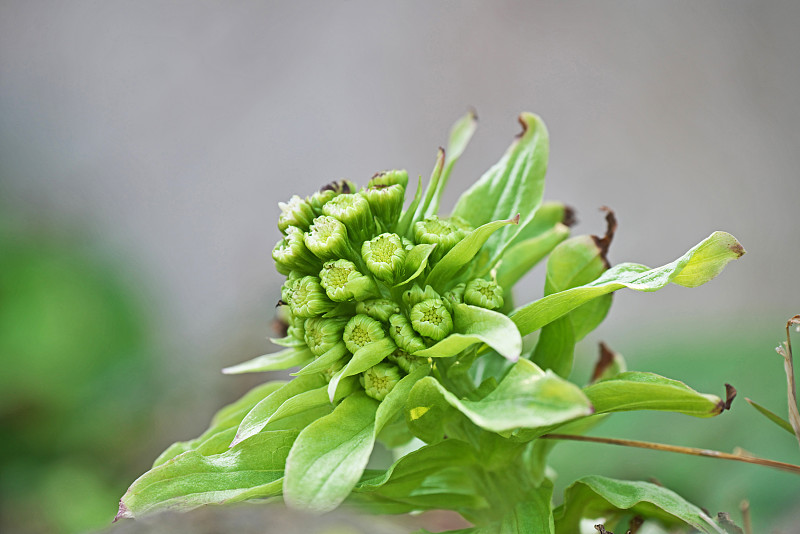 Petasites japonicus