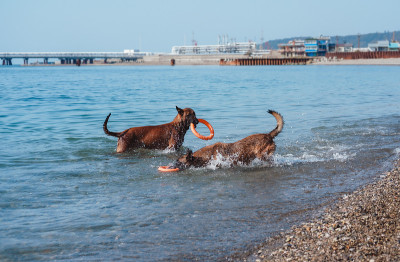 两只玛利诺犬在海滩上玩耍