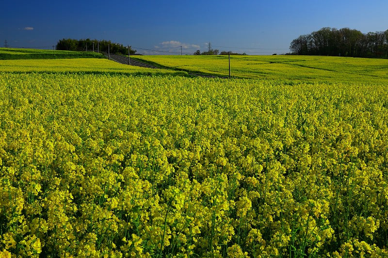 蓝天和油菜田