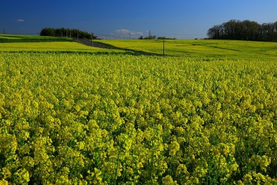 蓝天和油菜田