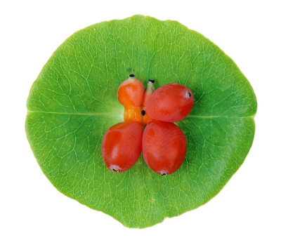 桔黄色浆果和绿叶园林金银花植物。孤立的
