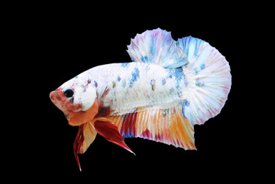 Betta Candy Nemo半月海报HMPK男性或海报战斗鱼Splendens在黑色的背景。