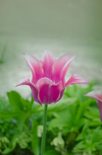 美丽的粉红色郁金香玫瑰梦。郁金香花美丽的背景