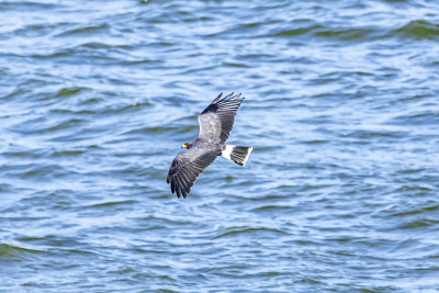 蜗牛风筝(Rostrhamus sociabilis)是一种食肉鸟类，它还包括鹰、鹰和旧世界秃鹫