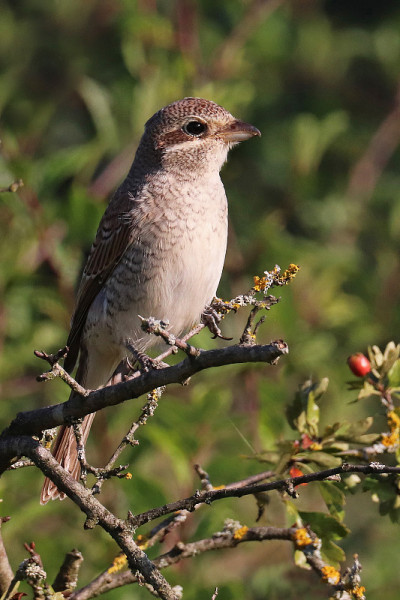 年轻的红背虾(Lanius collurio)。