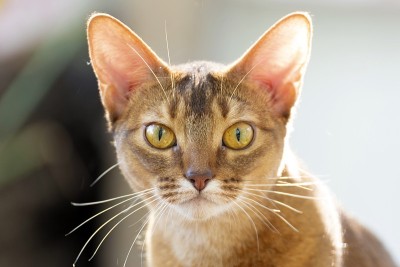 阿比西尼亚品种的猫