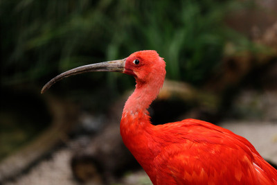 朱鹮(Eudocimus ruber)画像