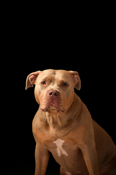 斗牛犬肖像