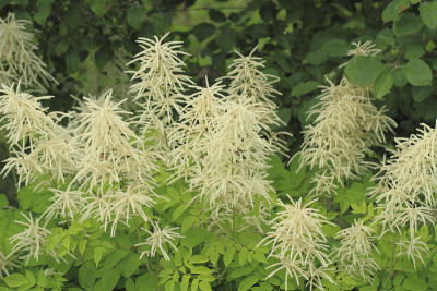 盛开的Spirea