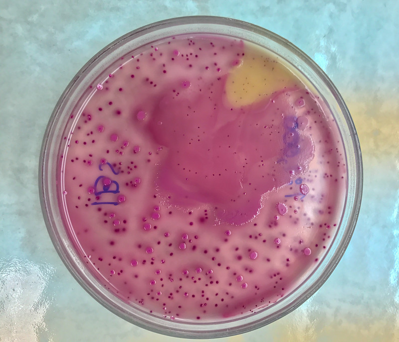 微生物学实验室
