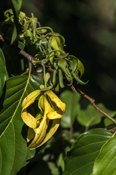 Ylang-Ylang