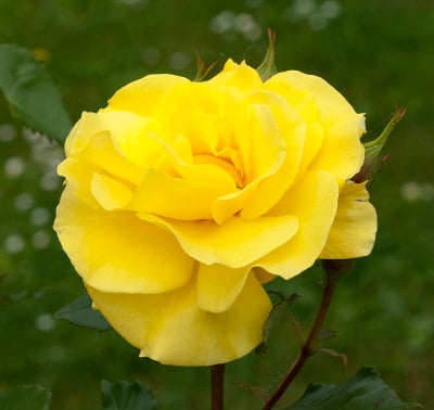 黄色,Teehybrid玫瑰