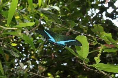 翡翠燕尾蝶(Papilio palinurus)，翡翠孔雀或绿色带状孔雀坐在一片树叶上。Odisha