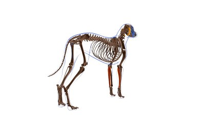 尺侧腕屈肌犬肌解剖医学概念3D