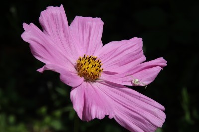 蜘蛛在宇宙花上