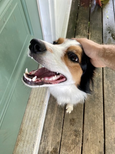 快乐的澳大利亚牧羊犬