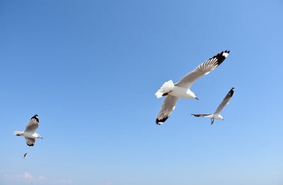 海鸥在天空中飞翔
