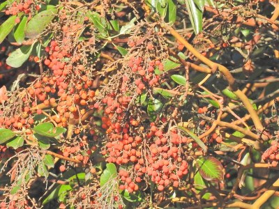 杨梅，太平洋马琴或马琴果实