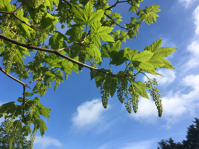 2018年5月，美国梧桐树开花