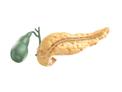 人类胰腺与胆囊的现实三维插图