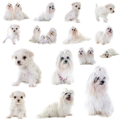 马耳他犬群