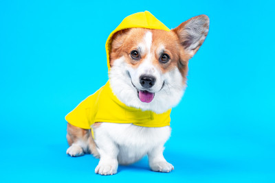 可爱的微笑威尔士柯基犬彭布洛克或羊毛衫狗在舒适的黄色雨衣兜帽坐在蓝色的背景。宠物舒适保暖服装广告，拷