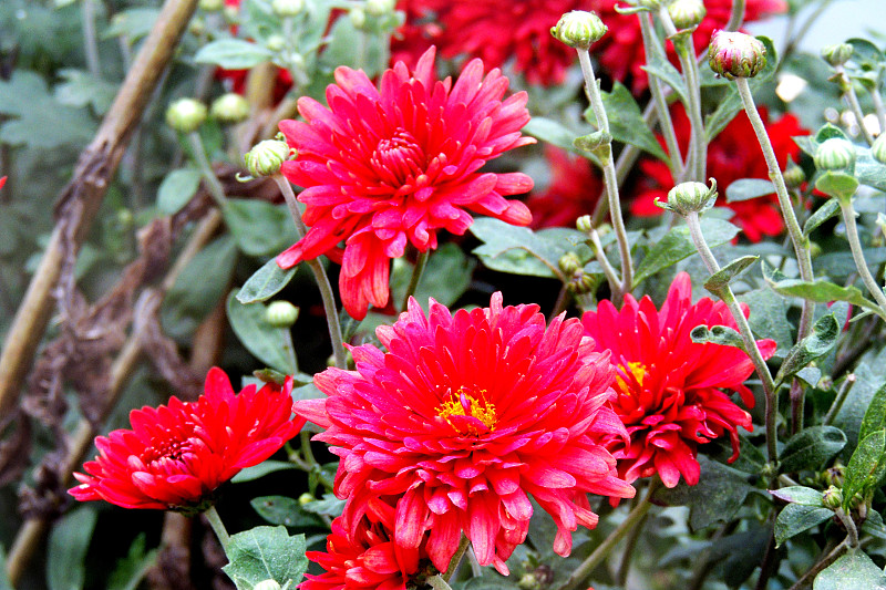菊花