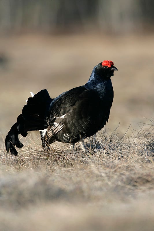 黑松鸡，Tetrao tetratrix，