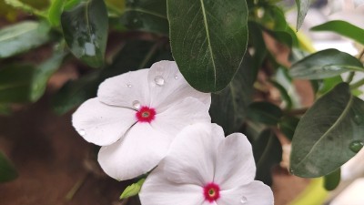 长春花是一种生长低矮的多年生植物(Catharanthus roseus)，原产于马达加斯加，开粉红